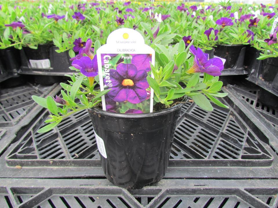 Combo Calibrachoa Cabaret Purple Lavender White - View 16 from www redcrocus com