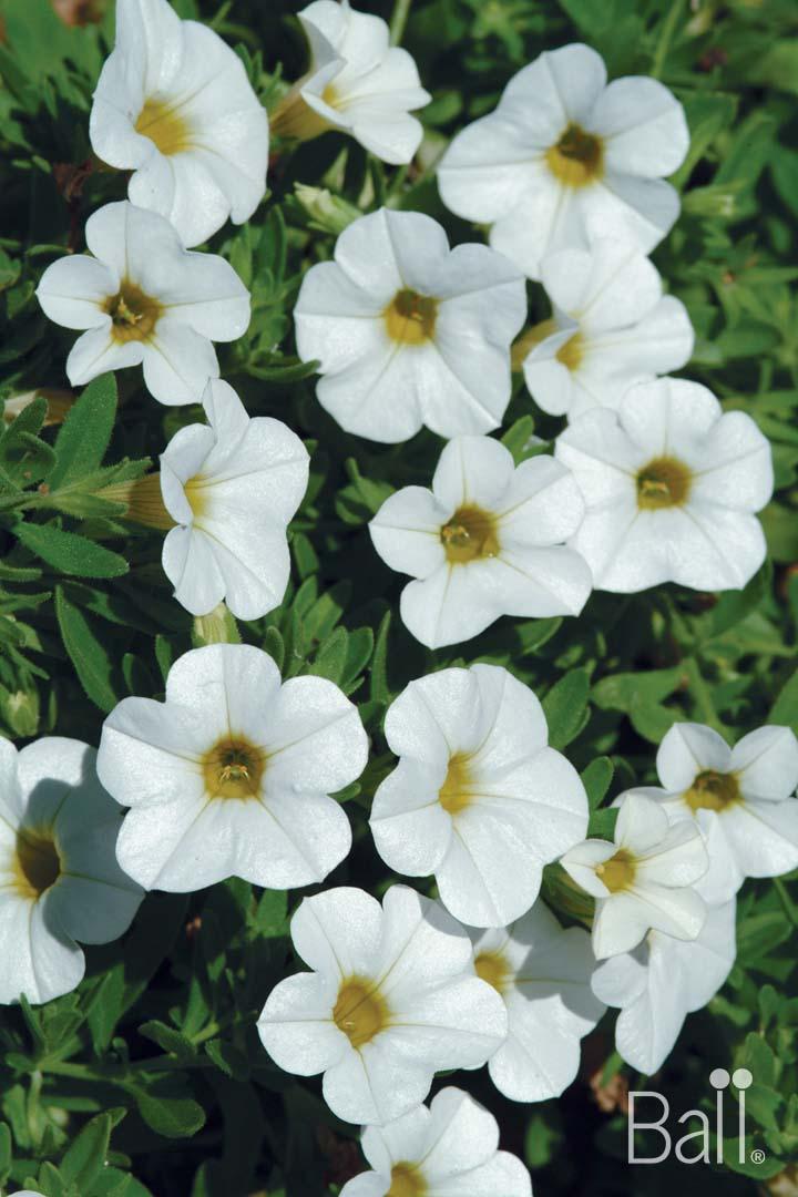 Combo Calibrachoa Cabaret Purple Lavender White - View 17 from www redcrocus com