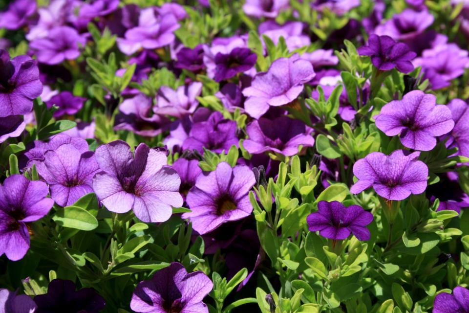 Combo Calibrachoa Cabaret Purple Lavender White - View 2 from www redcrocus com