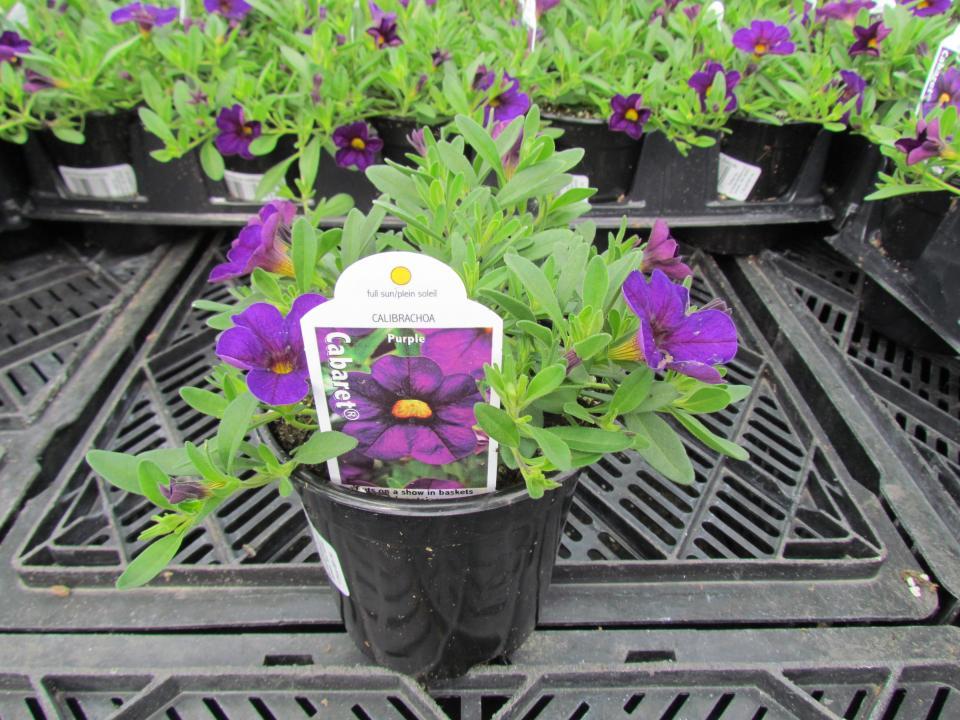 Combo Calibrachoa Cabaret Purple Lavender White - View 4 from www redcrocus com