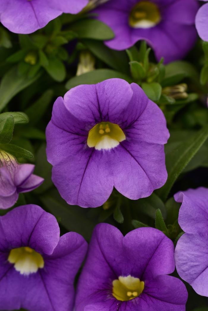 Combo Calibrachoa Cabaret Purple Lavender White - View 6 from www redcrocus com