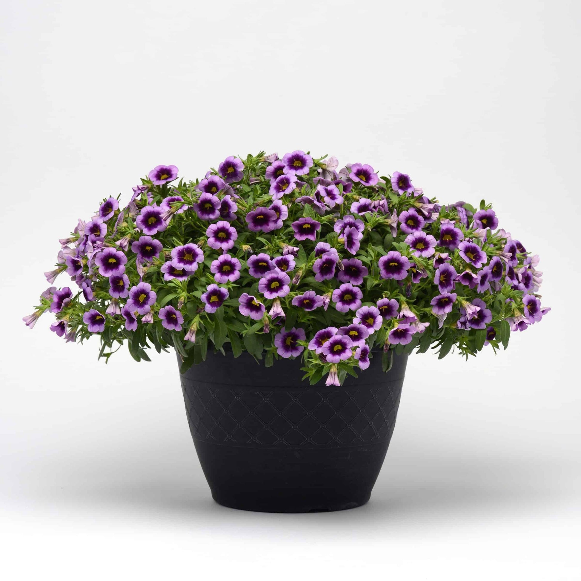 Combo Calibrachoa Cabaret Purple Lavender White - View 9 from www redcrocus com