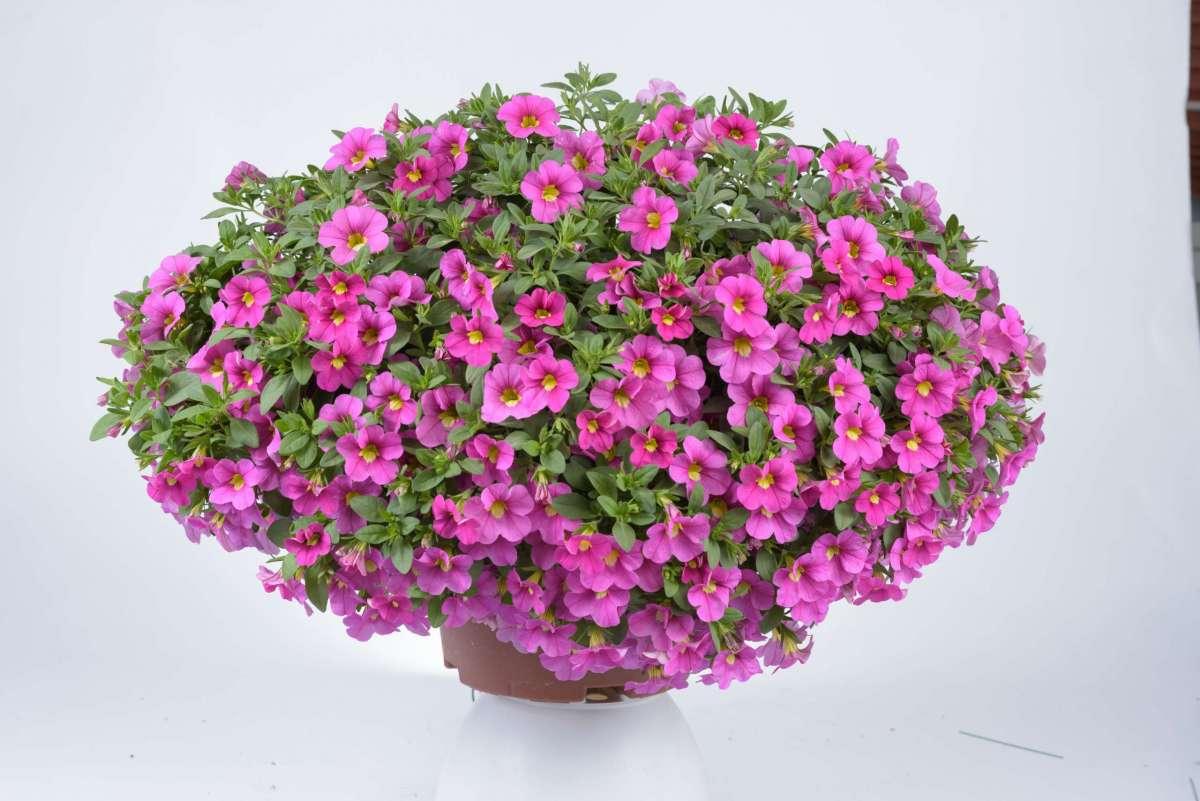 Combo Calibrachoa Lia Blue Yellow Bubblegum - View 10 from www redcrocus com