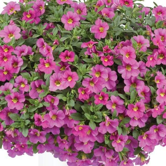 Combo Calibrachoa Lia Blue Yellow Bubblegum - View 1 from www redcrocus com