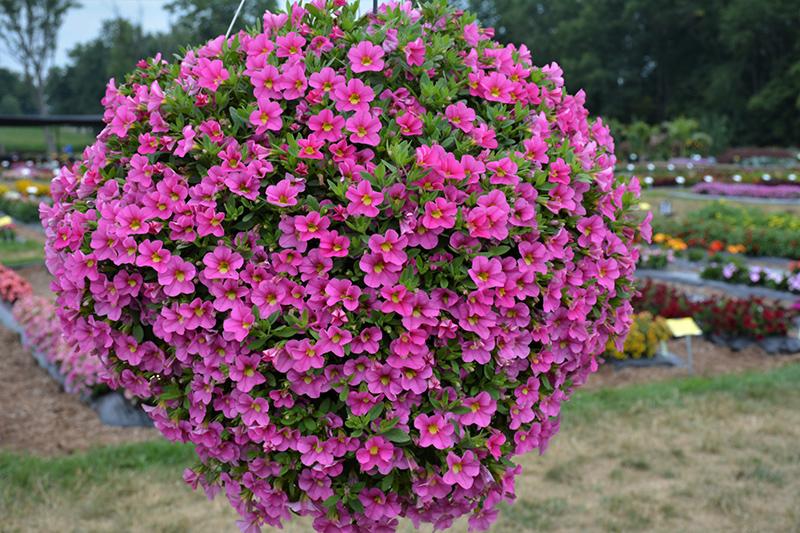 Combo Calibrachoa Lia Blue Yellow Bubblegum - View 7 from www redcrocus com