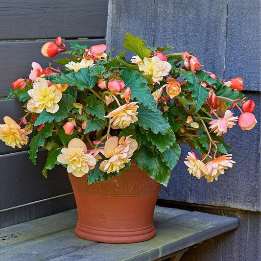 Begonia Fragrant Falls Peach - View 1 from www redcrocus com