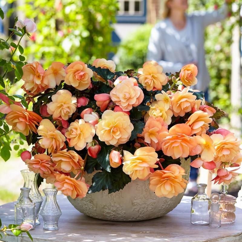 Begonia Fragrant Falls Peach - View 8 from www redcrocus com