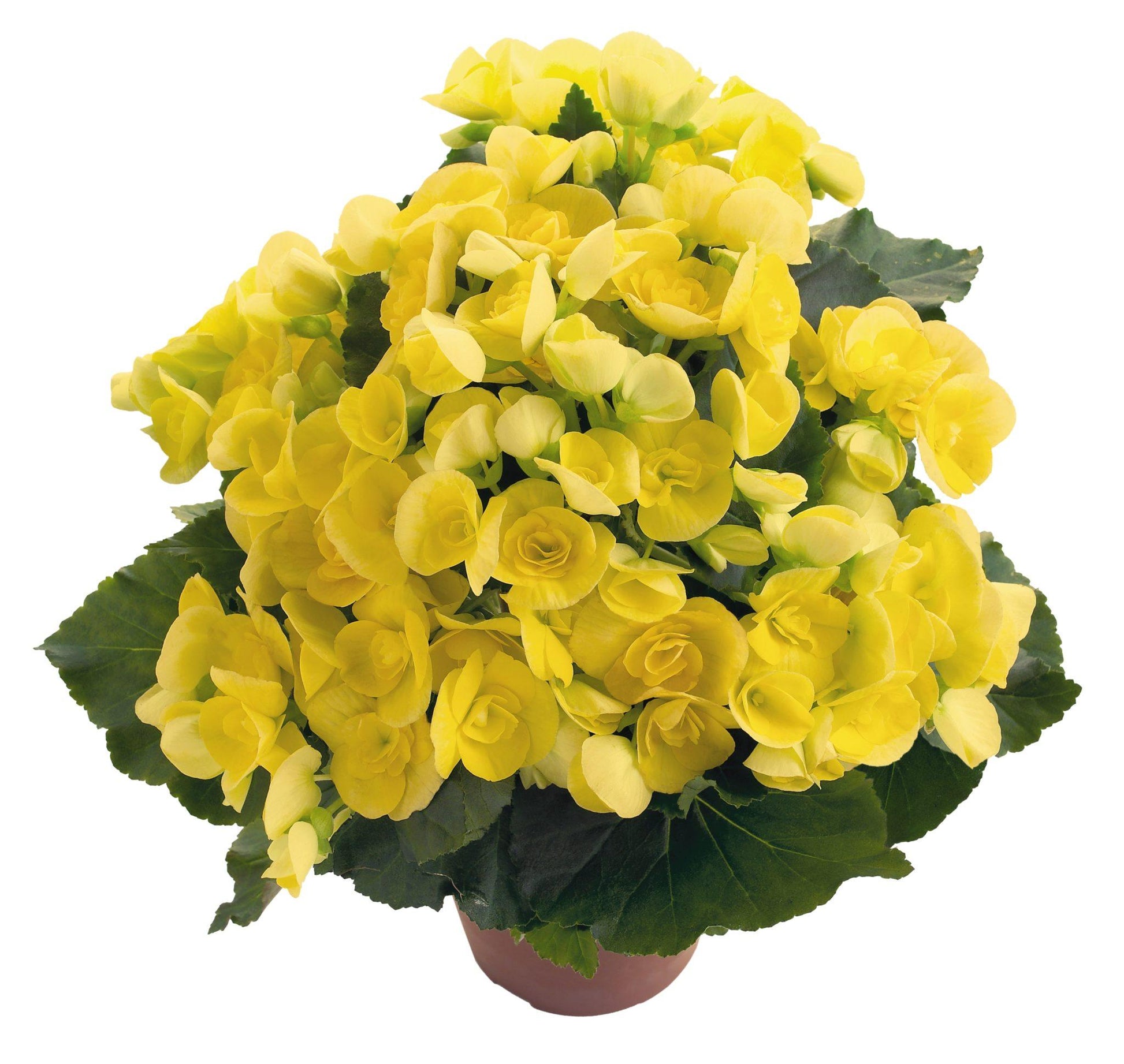 Begonia Hiemalis Ilona Blitz - View 10 from www redcrocus com