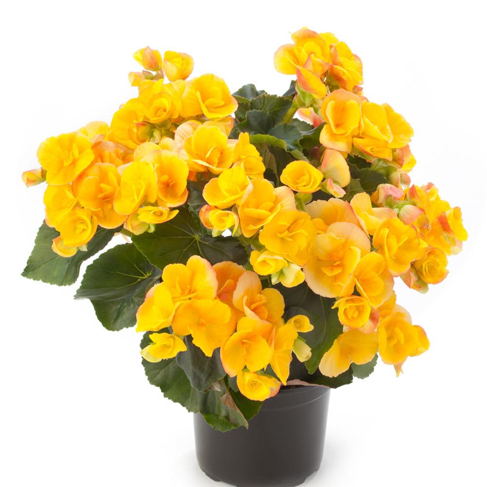 Begonia Hiemalis Ilona Blitz - View 11 from www redcrocus com