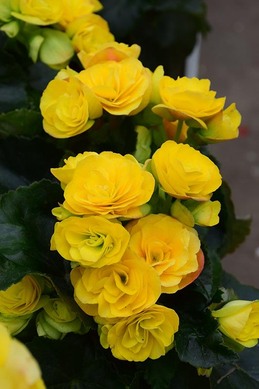 Begonia Hiemalis Ilona Blitz - View 1 from www redcrocus com