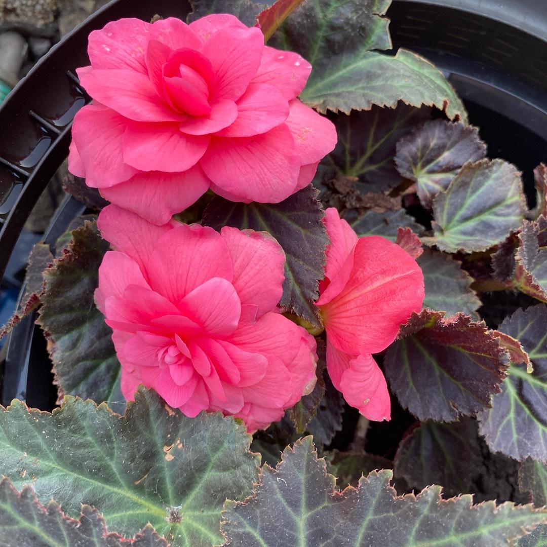 Begonia Hiemalis Ilona Blitz - View 3 from www redcrocus com