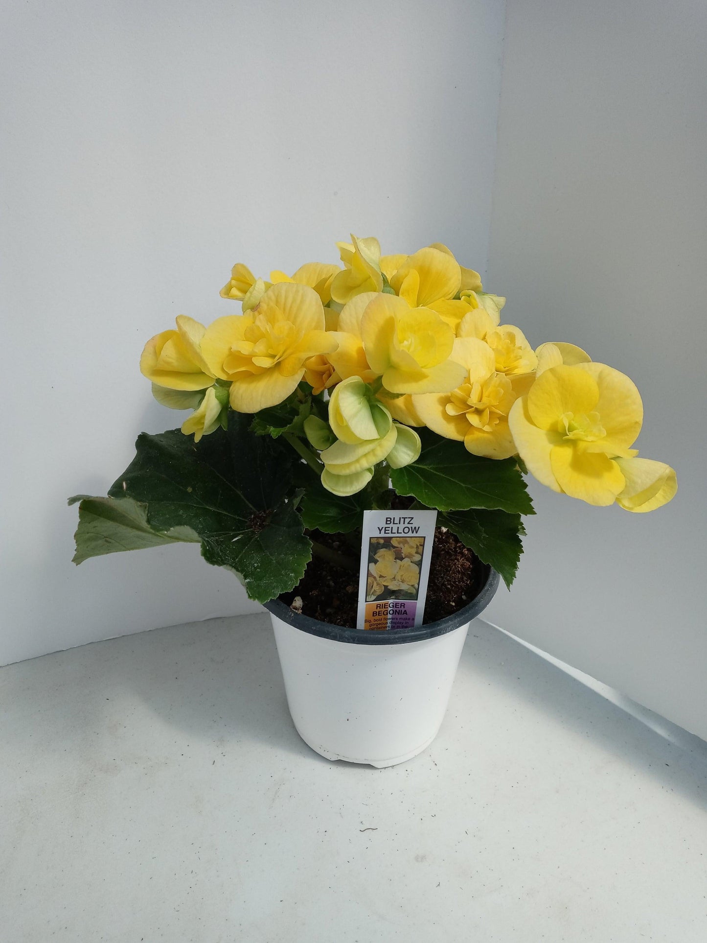 Begonia Hiemalis Ilona Blitz - View 5 from www redcrocus com