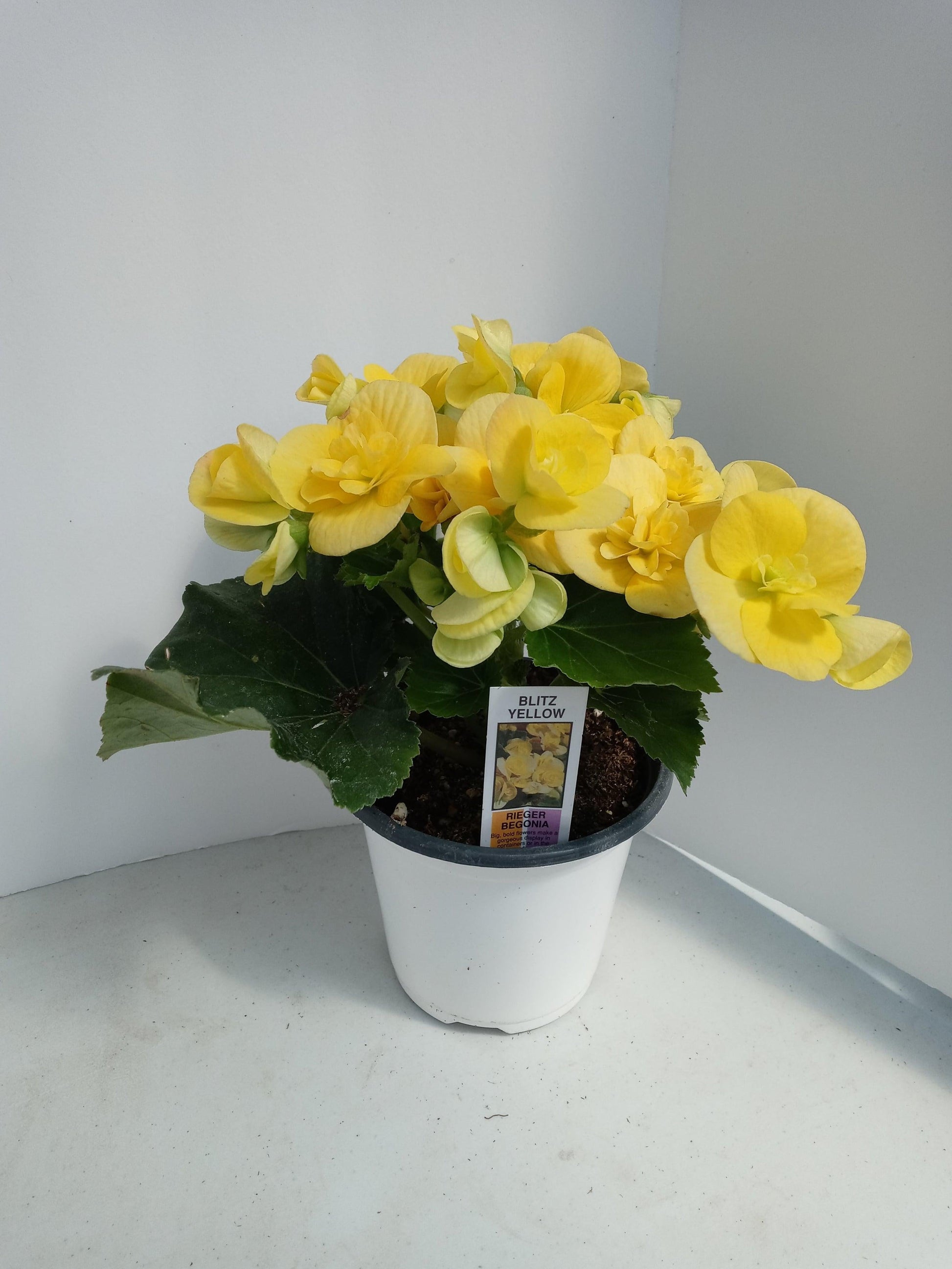 Begonia Hiemalis Ilona Blitz - View 5 from www redcrocus com