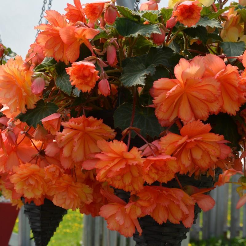 Begonia Hiemalis Ilona Blitz - View 6 from www redcrocus com