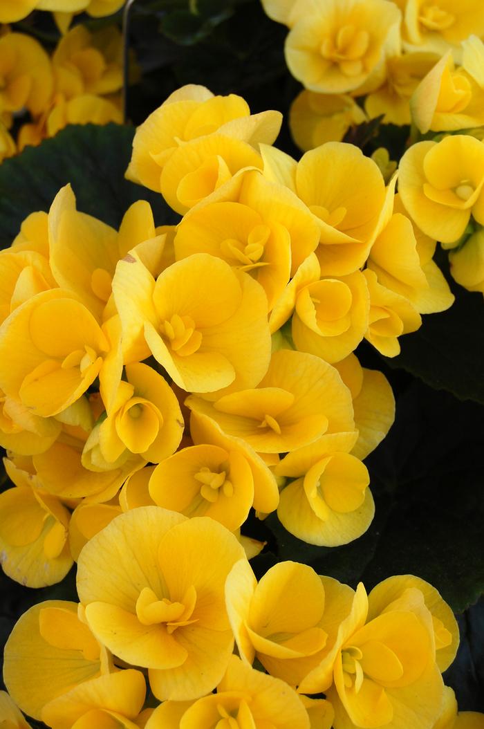 Begonia Hiemalis Ilona Blitz - View 7 from www redcrocus com