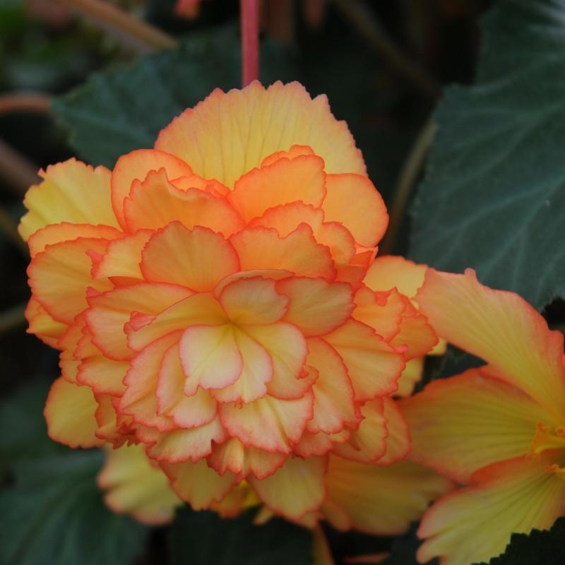 Begonia Hiemalis Ilona Blitz - View 9 from www redcrocus com