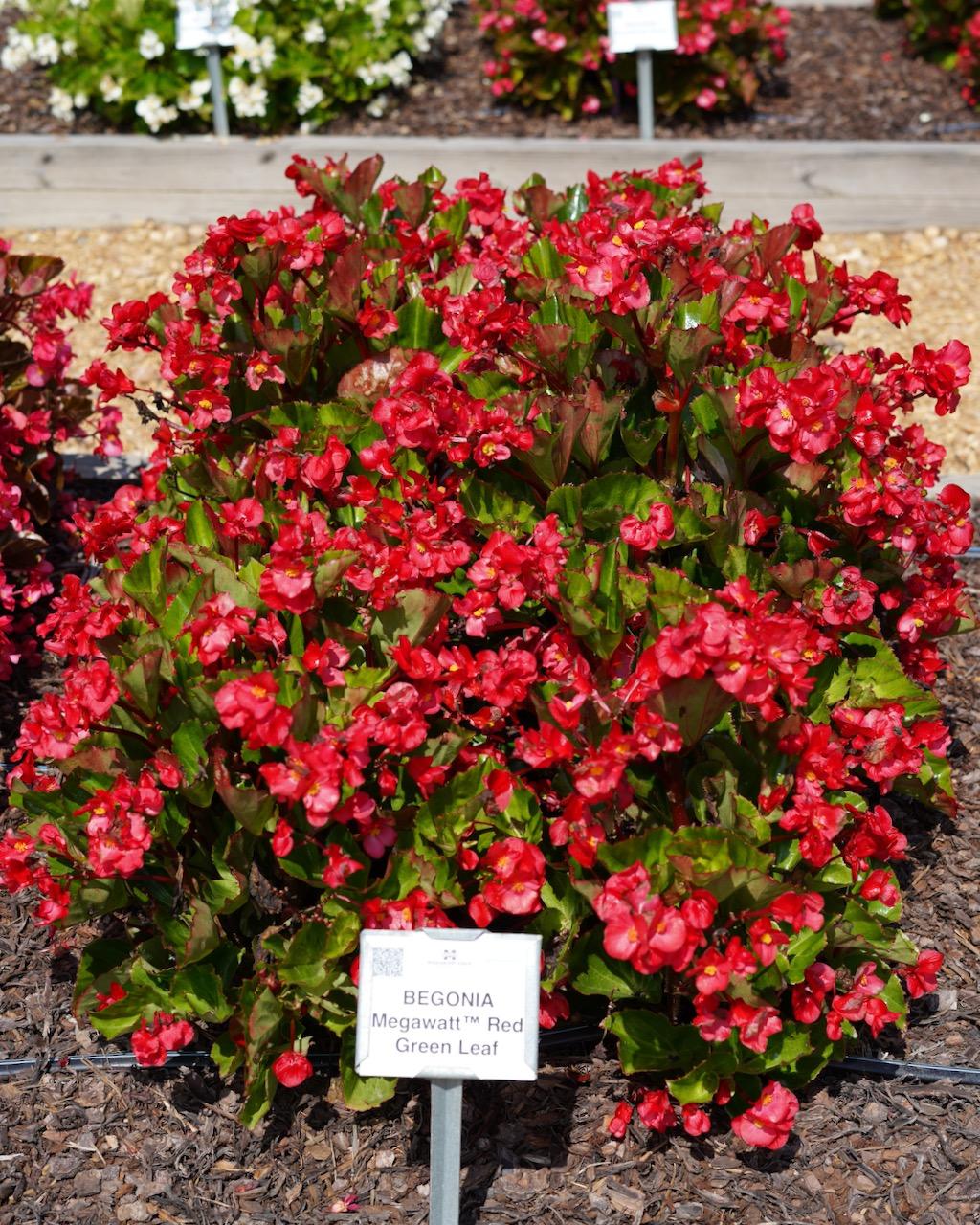 Begonia Megawatt Red With Green Leaf - View 10 from www redcrocus com