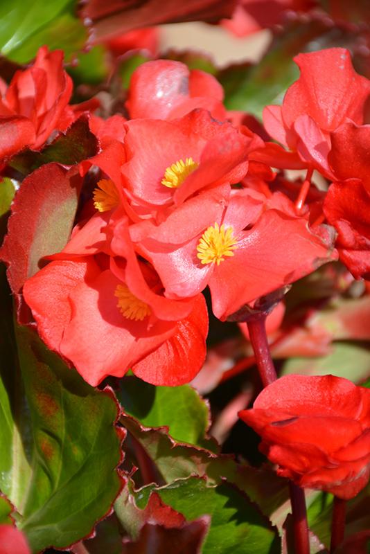 Begonia Megawatt Red With Green Leaf - View 11 from www redcrocus com