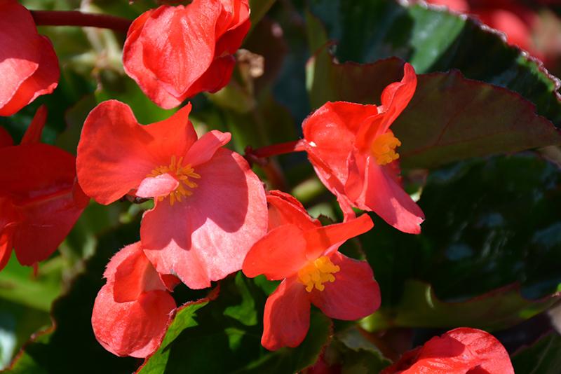 Begonia Megawatt Red With Green Leaf - View 13 from www redcrocus com