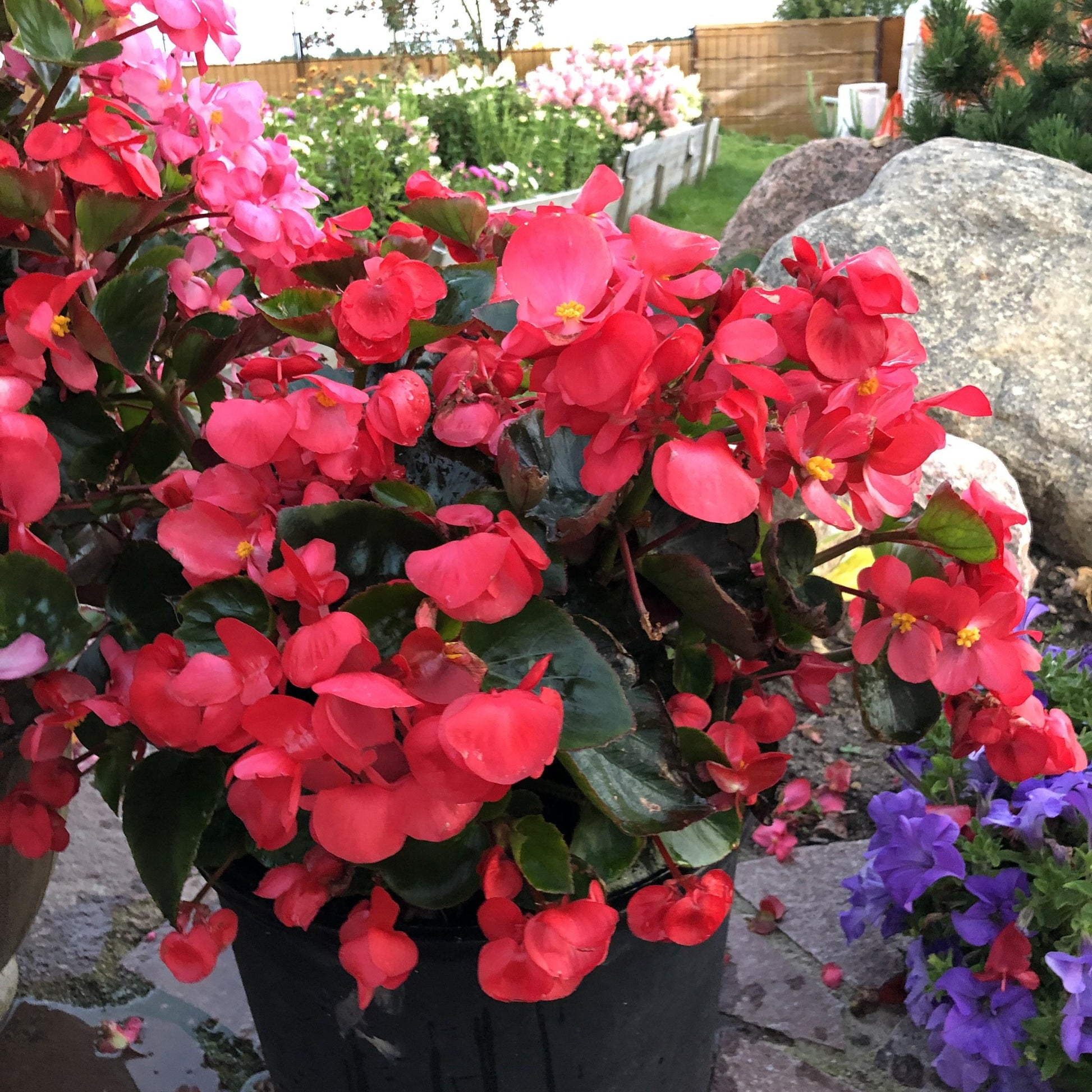 Begonia Megawatt Red With Green Leaf - View 14 from www redcrocus com