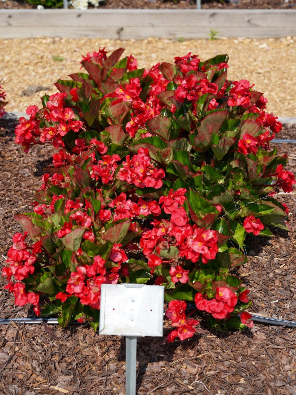 Begonia Megawatt Red With Green Leaf - View 15 from www redcrocus com