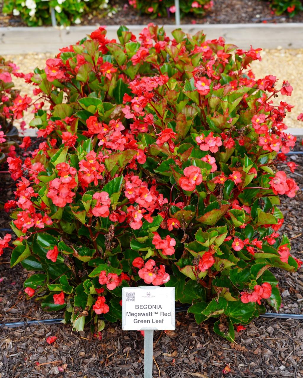 Begonia Megawatt Red With Green Leaf - View 16 from www redcrocus com
