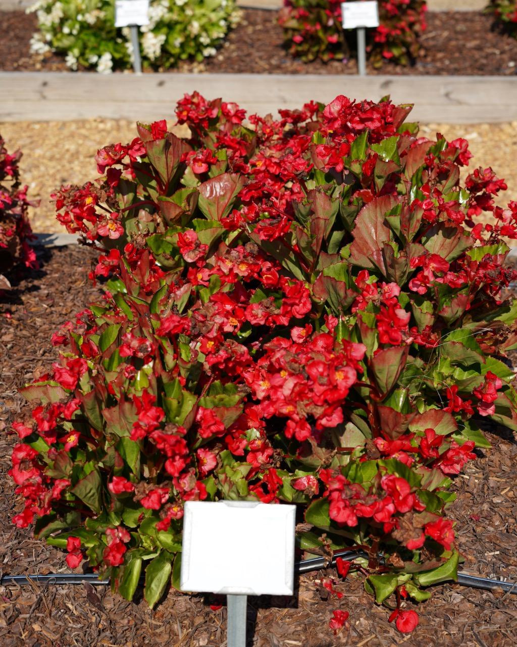 Begonia Megawatt Red With Green Leaf - View 17 from www redcrocus com