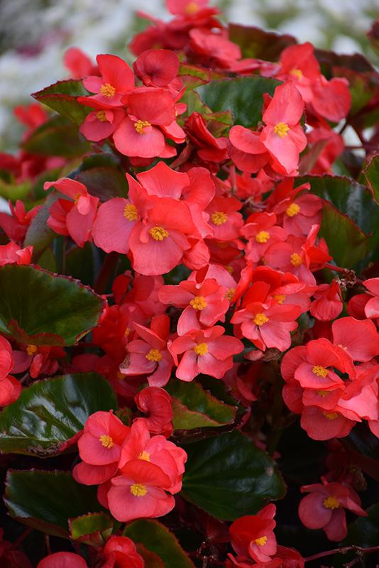 Begonia Megawatt Red With Green Leaf - View 1 from www redcrocus com