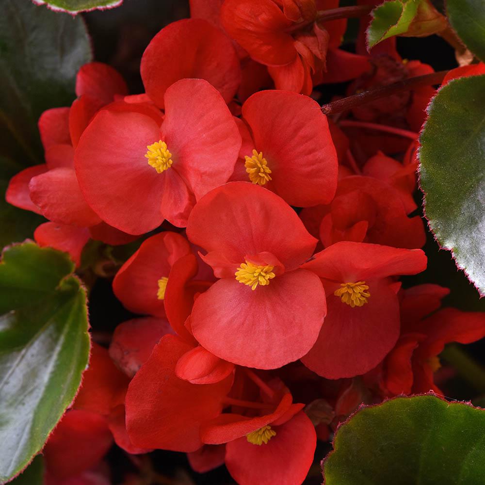 Begonia Megawatt Red With Green Leaf - View 2 from www redcrocus com