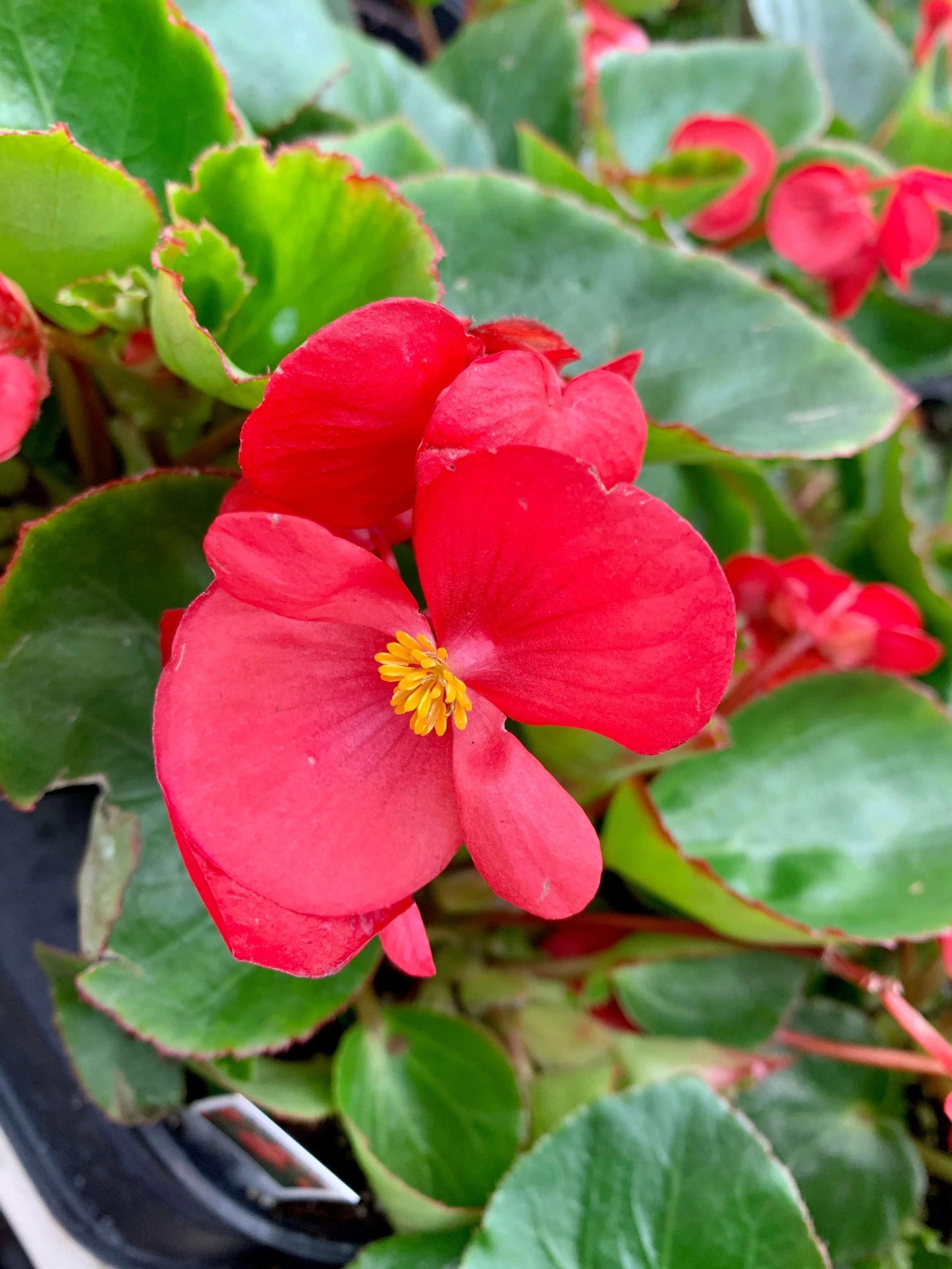 Begonia Megawatt Red With Green Leaf - View 3 from www redcrocus com