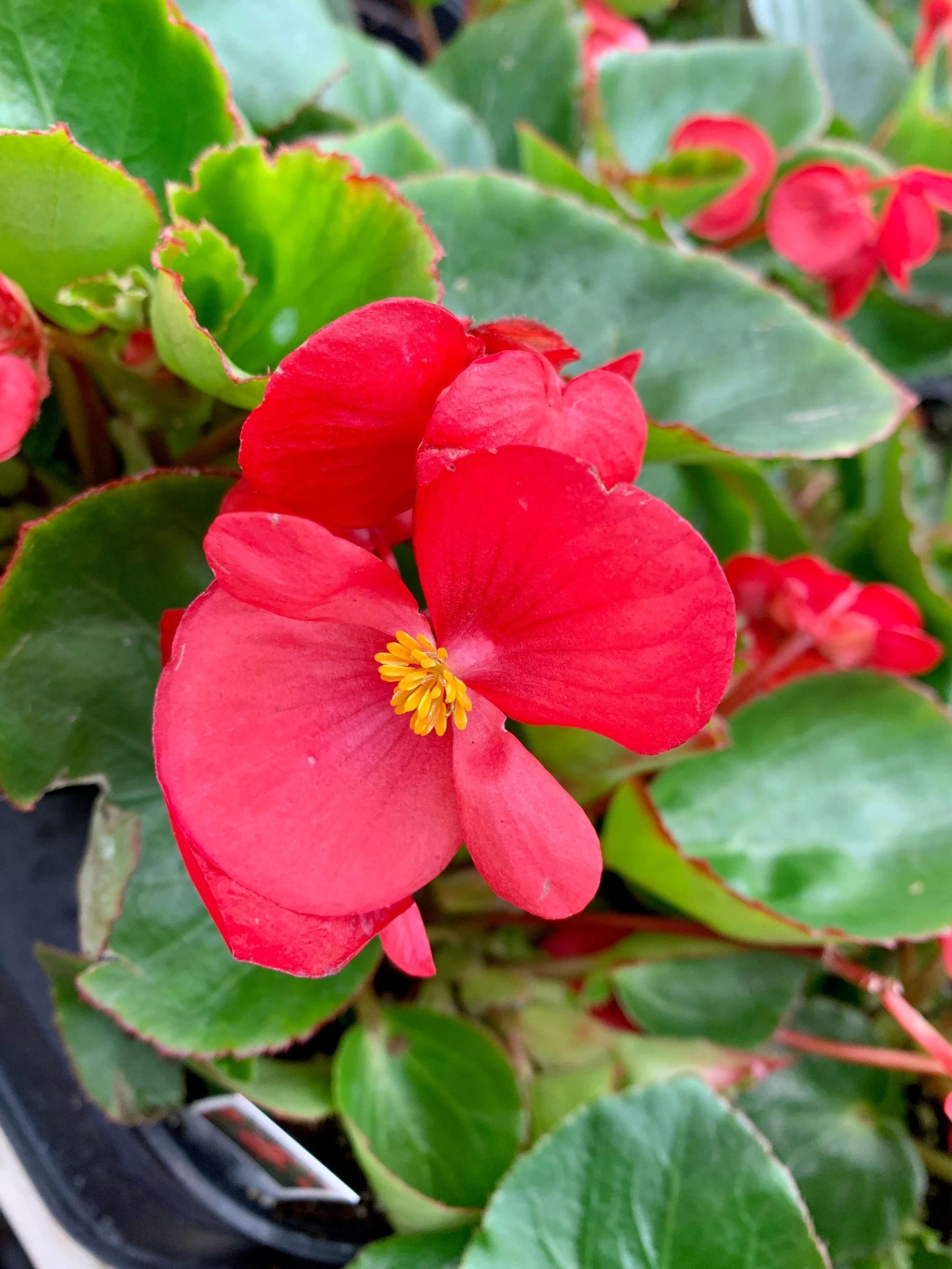 Begonia Megawatt Red With Green Leaf - View 3 from www redcrocus com
