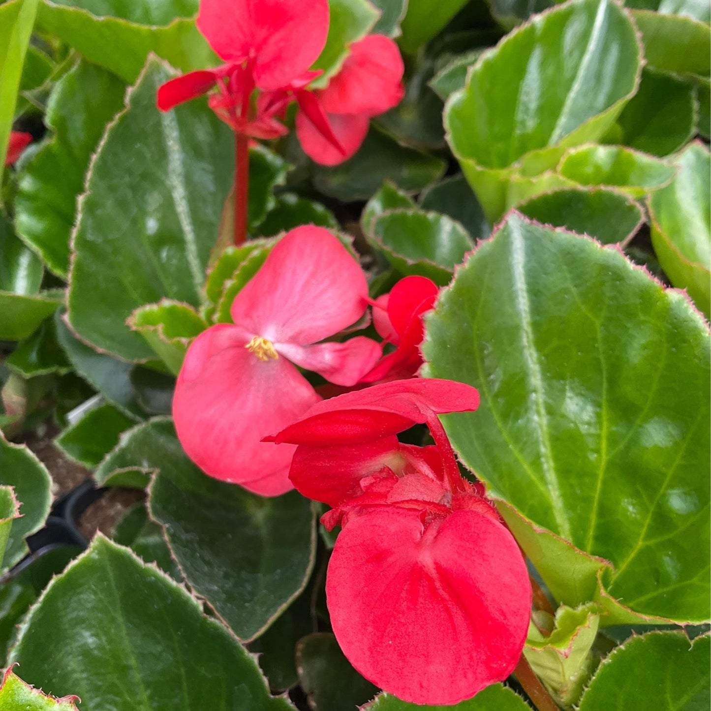 Begonia Megawatt Red With Green Leaf - View 4 from www redcrocus com