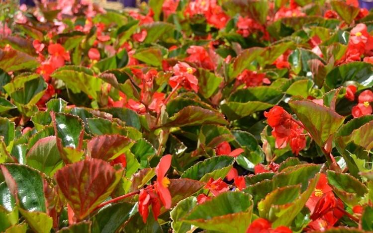 Begonia Megawatt Red With Green Leaf - View 5 from www redcrocus com