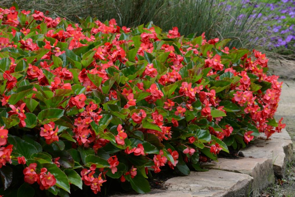 Begonia Megawatt Red With Green Leaf - View 6 from www redcrocus com
