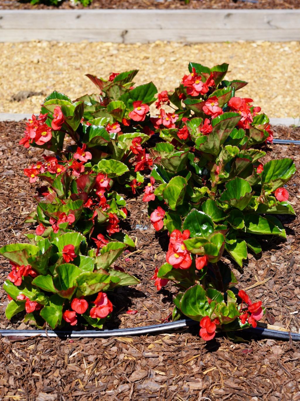 Begonia Megawatt Red With Green Leaf - View 7 from www redcrocus com