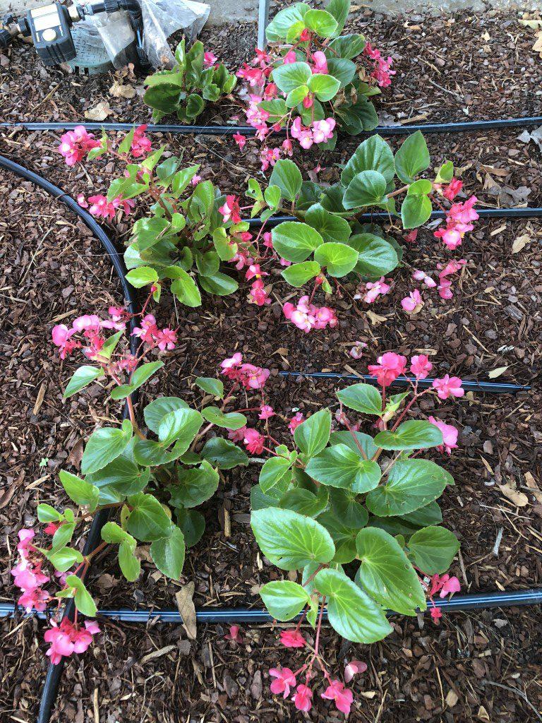 Begonia Megawatt Rose With Green Leaf - View 17 from www redcrocus com