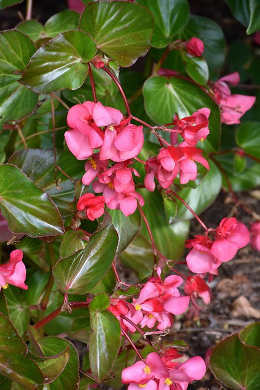 Begonia Megawatt Rose With Green Leaf - View 1 from www redcrocus com