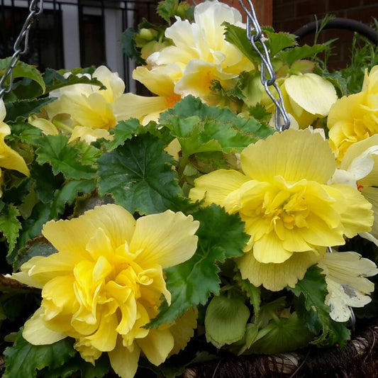 Begonia Fragrant Falls Lemon - View 1 from www redcrocus com