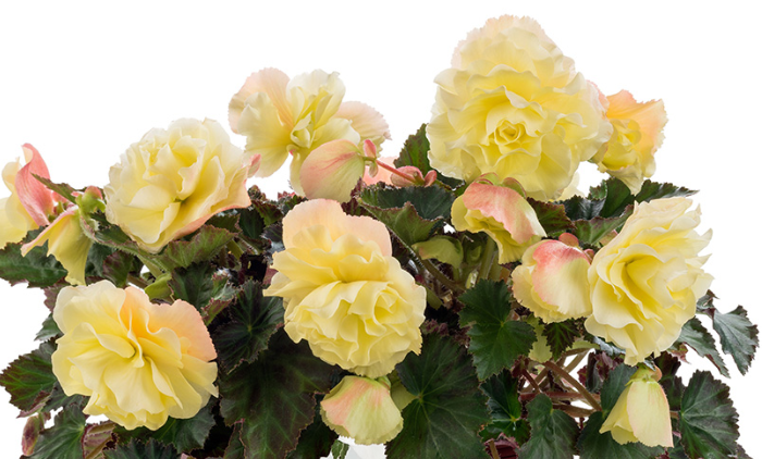 Begonia Fragrant Falls Lemon - View 5 from www redcrocus com