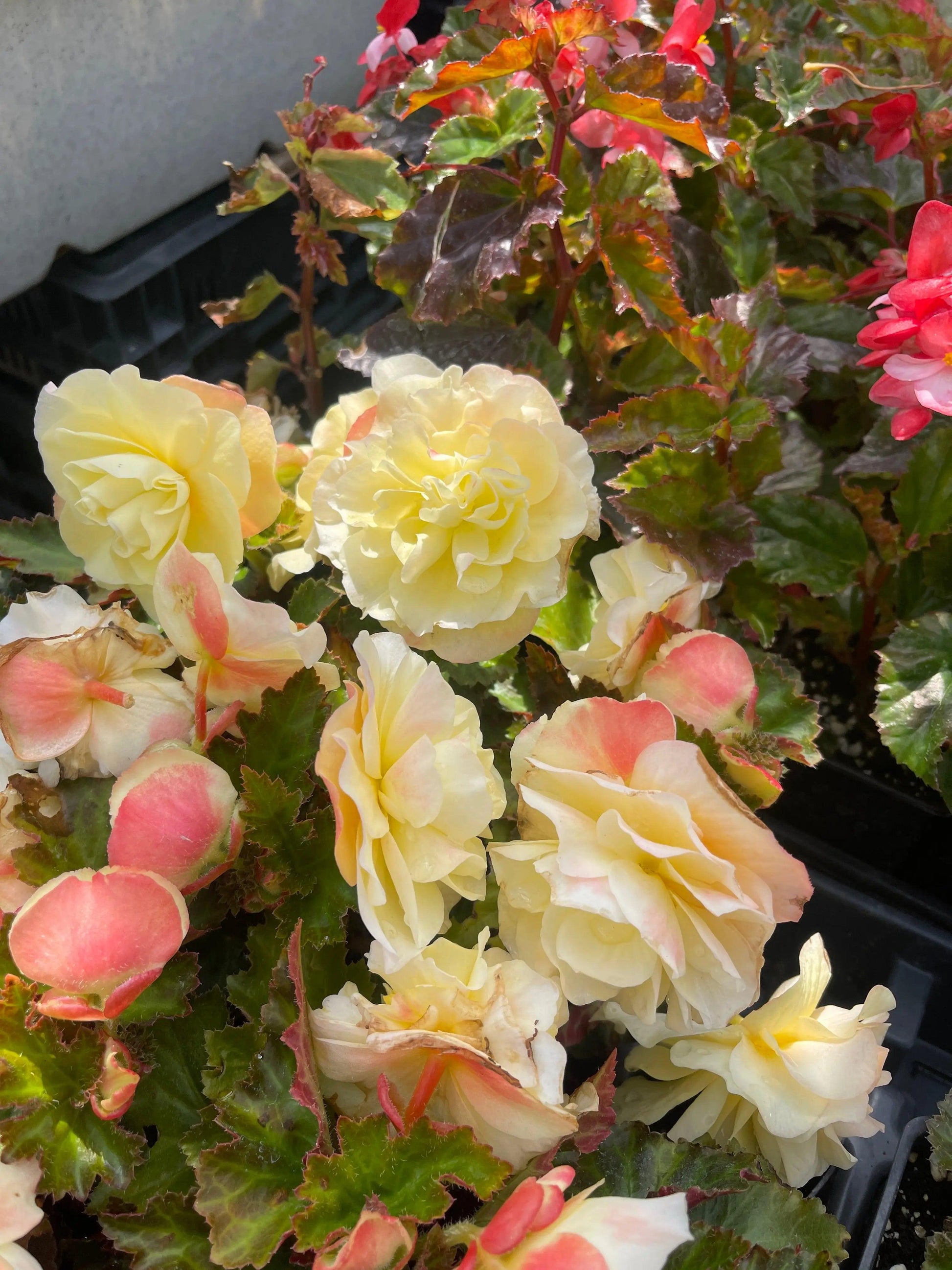 Begonia Fragrant Falls Lemon - View 6 from www redcrocus com