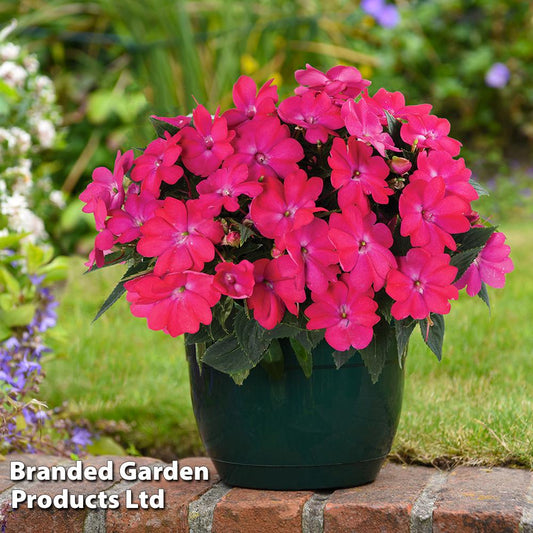 New Guinea Impatiens Sol Luna Electric Pink - View 1 from www redcrocus com