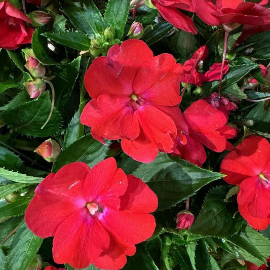 New Guinea Impatiens Sol Luna Prime Red - View 1 from www redcrocus com
