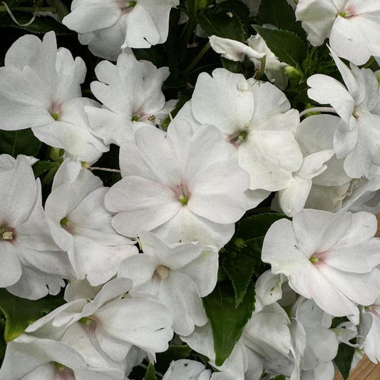 New Guinea Impatiens Sol Luna Prime White - View 1 from www redcrocus com