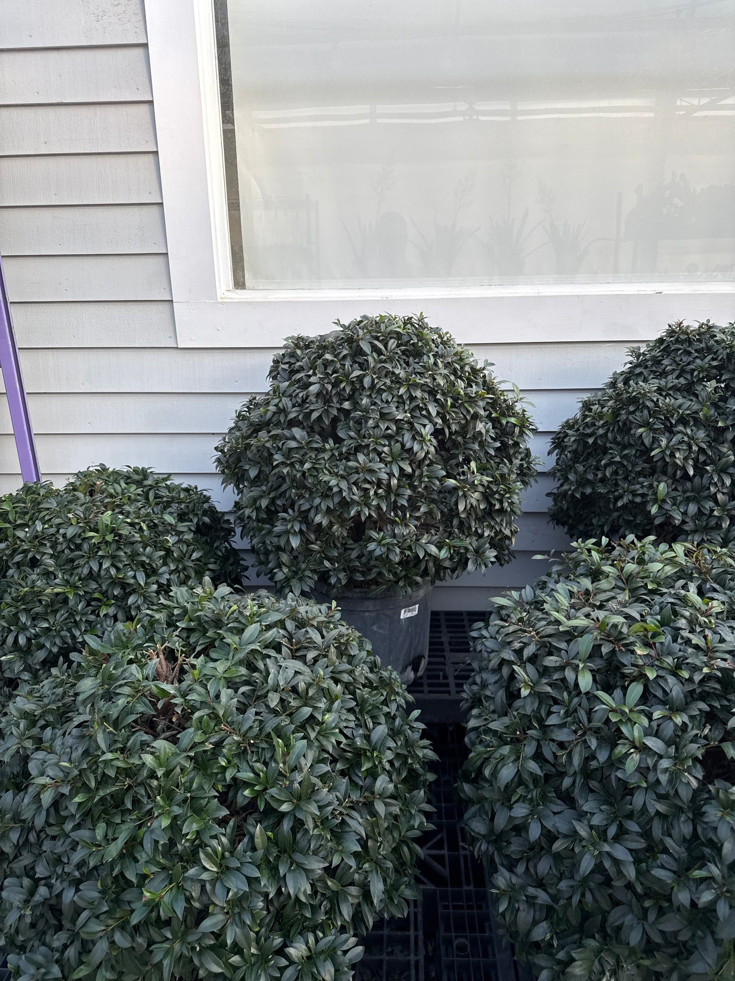 RedCrocus Dwarf Brush Cherry Eugenia myrtifolia Globulus- Compact Evergreen Shrub for Gardens & Containers 14" Pot