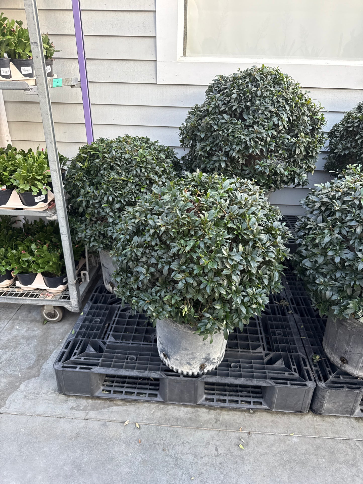 RedCrocus Dwarf Brush Cherry Eugenia myrtifolia Globulus- Compact Evergreen Shrub for Gardens & Containers 14" Pot