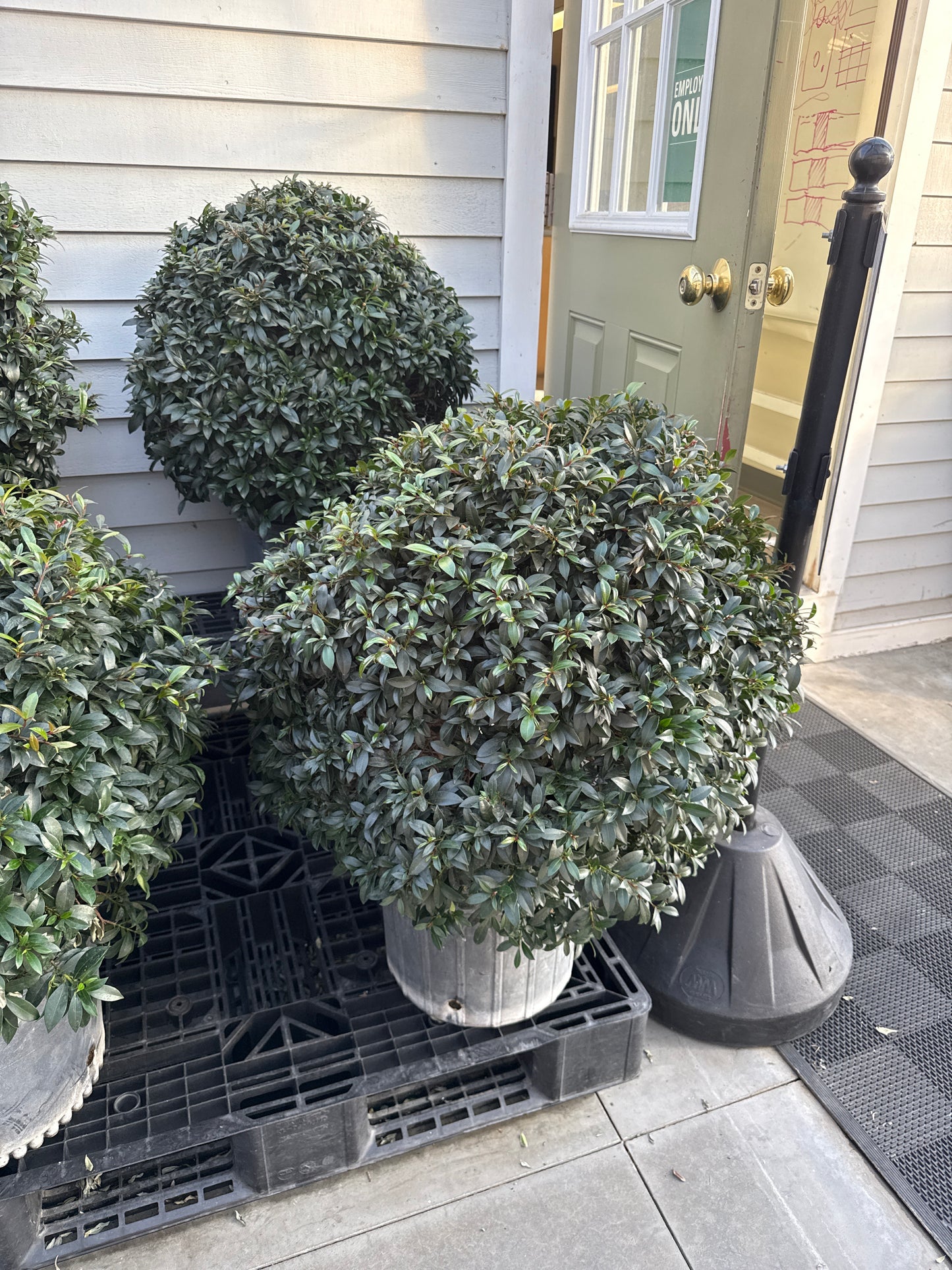 RedCrocus Dwarf Brush Cherry Eugenia myrtifolia Globulus- Compact Evergreen Shrub for Gardens & Containers 14" Pot