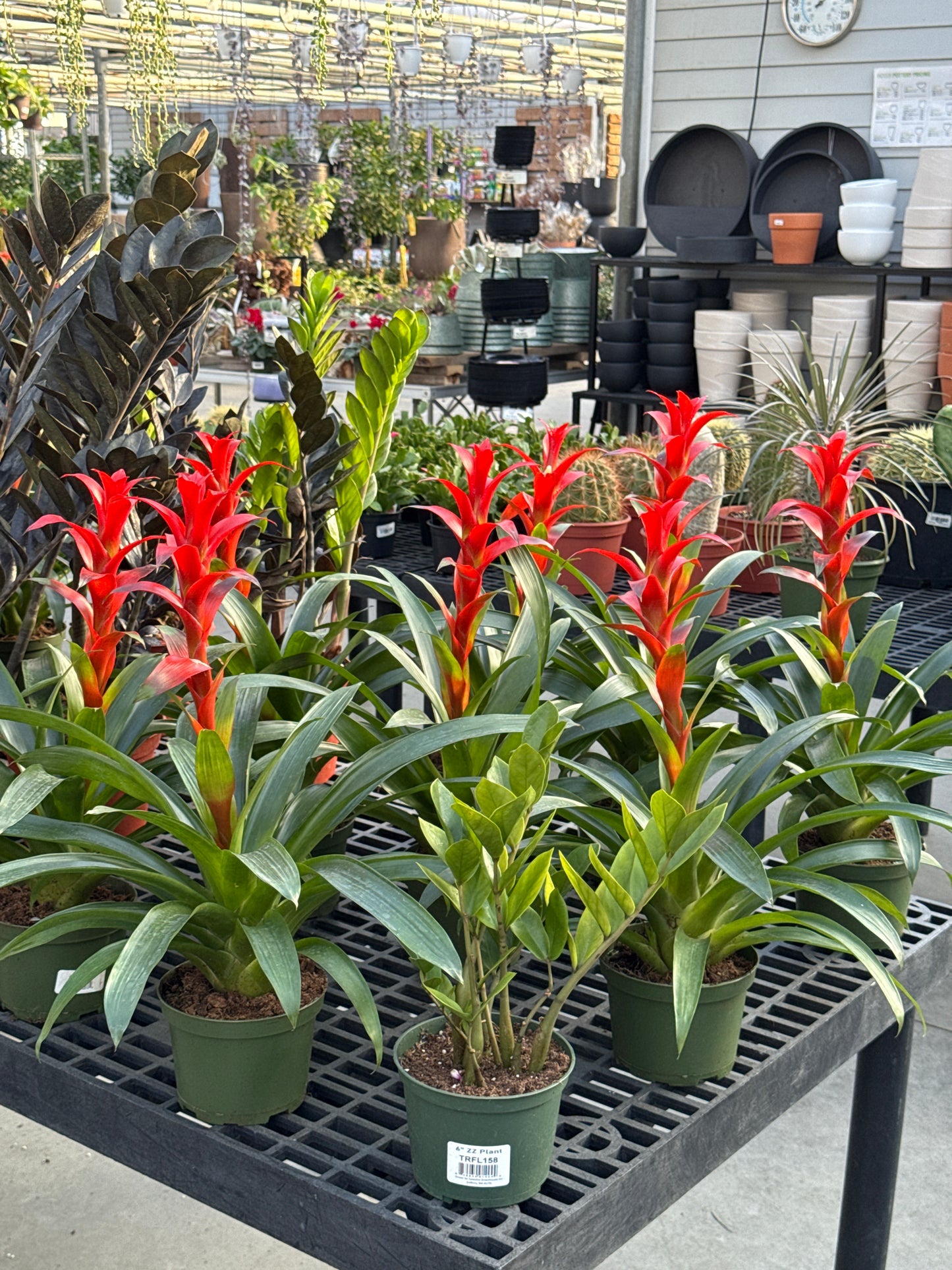 RedCrocus Guzmania Bromeliad- Bright, Colorful Indoor Plant, Tropical Rosette, Pollinator Attractant, Non-Toxic, Perfect for Decor & Gardens 6" Pot