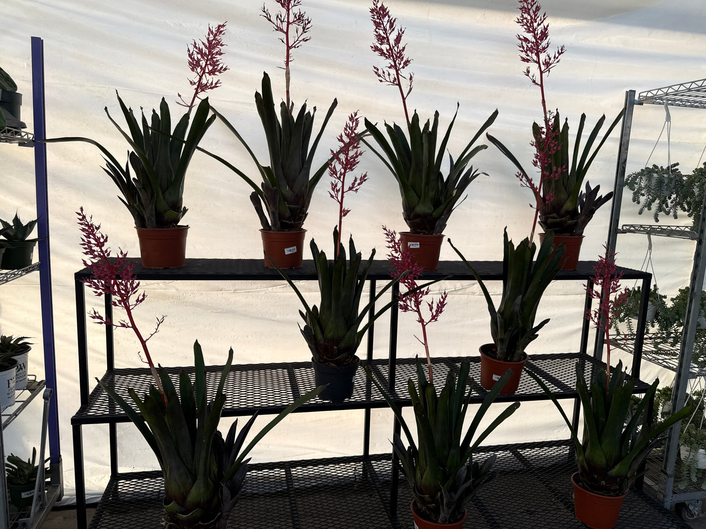 RedCrocus Assorted Bromeliad Portea | Unique Tropical Plant for Indoor & Outdoor Decor | Non-Toxic, Pollinator Attracting, Easy Care Plant 8" Pot