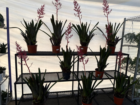 RedCrocus Assorted Bromeliad Portea | Unique Tropical Plant for Indoor & Outdoor Decor | Non-Toxic, Pollinator Attracting, Easy Care Plant 8" Pot