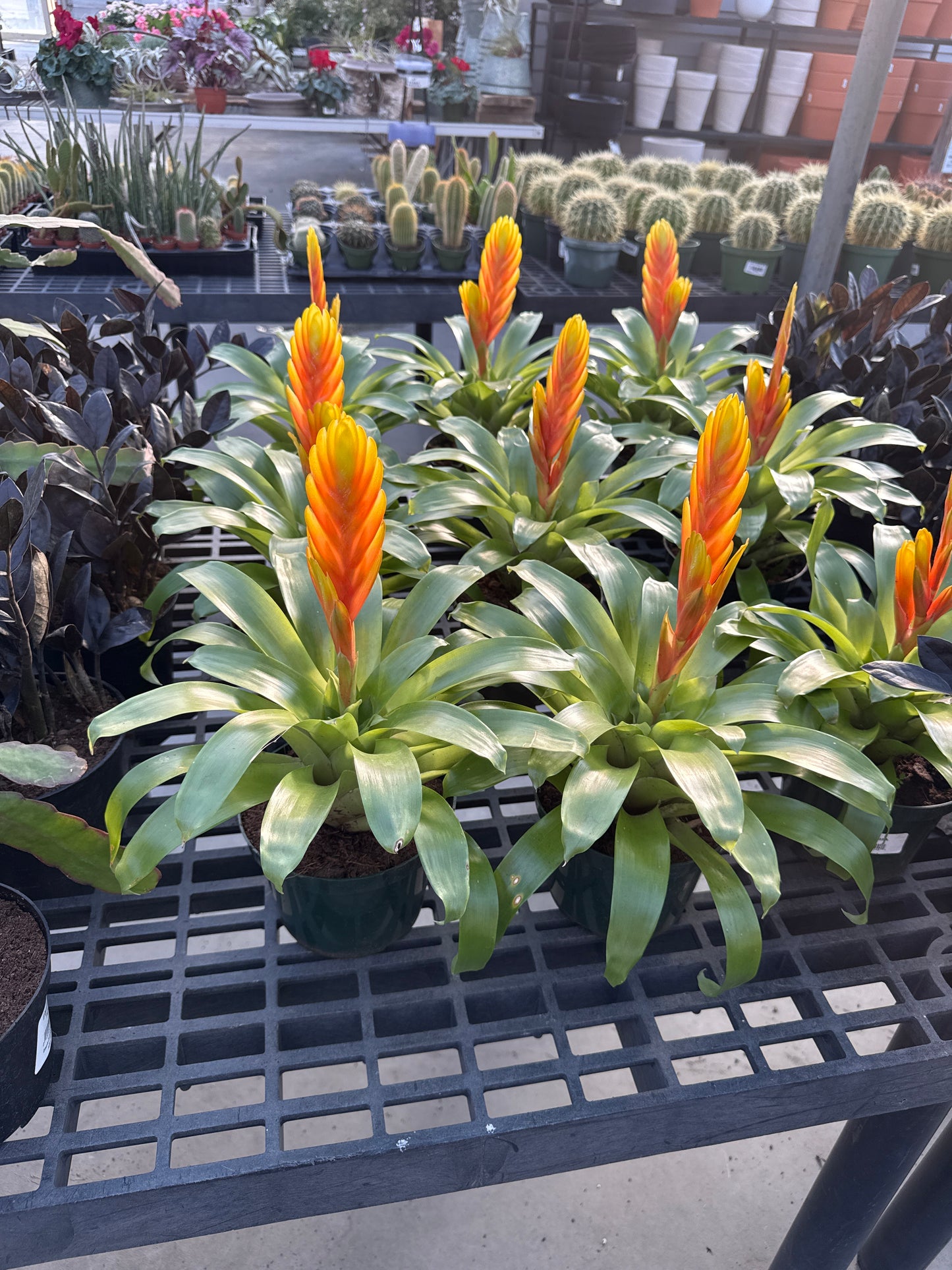 RedCrocus Bromeliad Vriesea Assorted Indoor Plant, Vibrant Foliage, Attracts Pollinators, Pet-Friendly, Easy Care for Decor & Garden 6" Pot